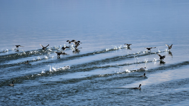 一群野鸭子起飞