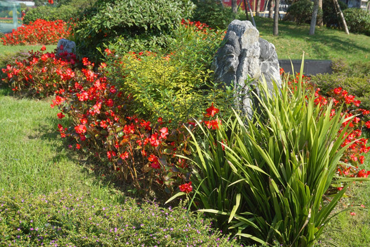 城市道路绿化带 花园花卉