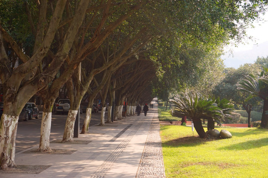 城市道路绿化带 铁树