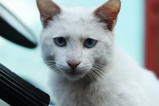 蓝眼睛猫