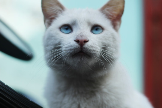 蓝眼睛的小猫