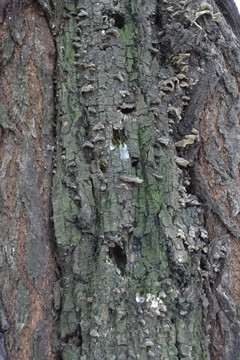 蘑菇 枯树生蘑菇 绿树皮