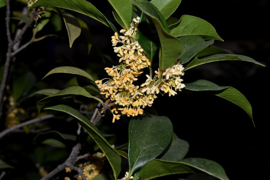 桂花 桂花树