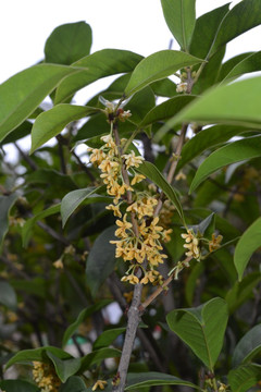 桂花 桂花图片