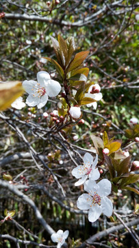 李子花 李子树