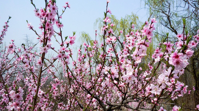 桃花 桃园 粉色桃花