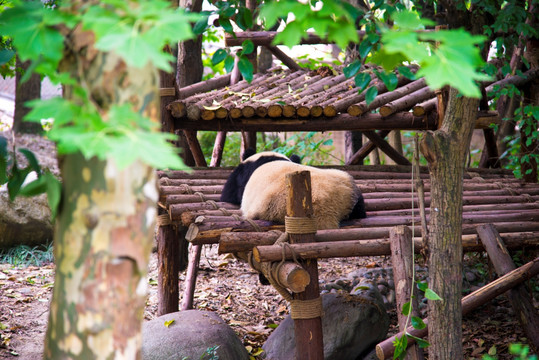 四川熊猫繁育基地