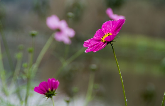 格桑花