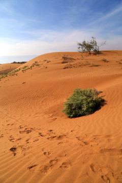 沙漠 沙柳