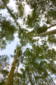 森林树冠 树林仰拍 巨桉林