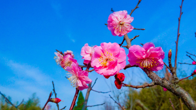 红叶碧桃花