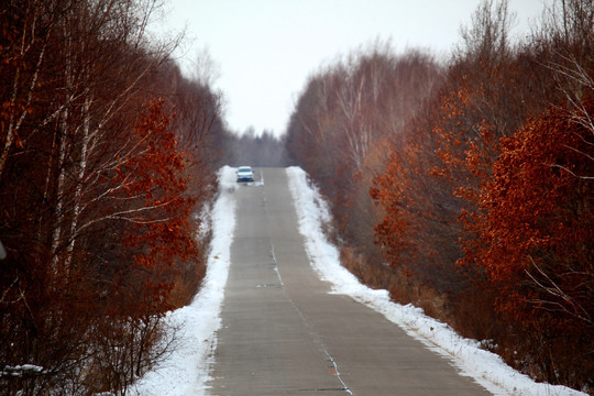 冬天 公路 森林 路