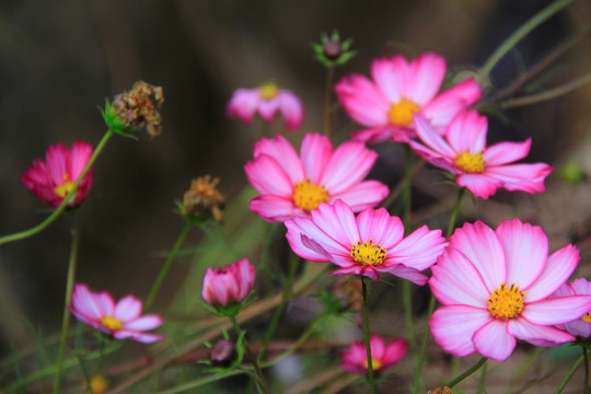格桑花