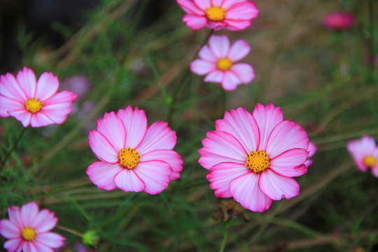 格桑花
