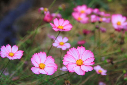 格桑花