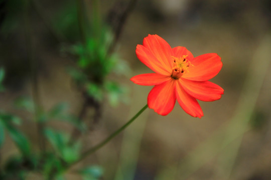 硫华菊