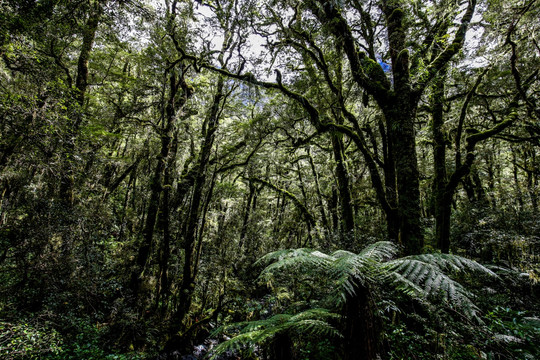 新西兰银蕨密林