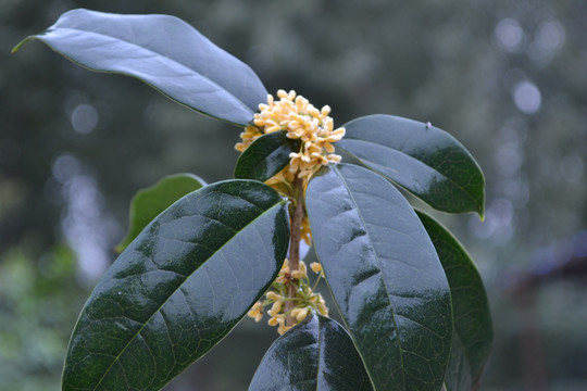 桂花 桂花图片