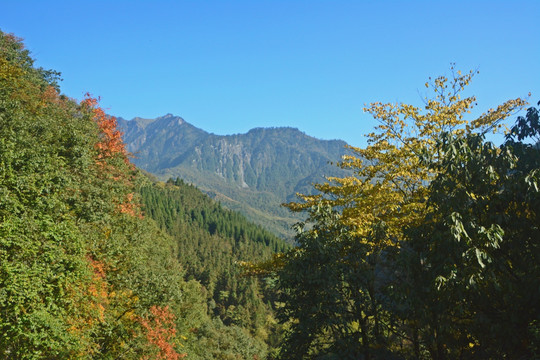 高山密林