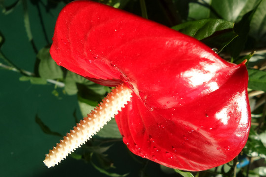 红掌花