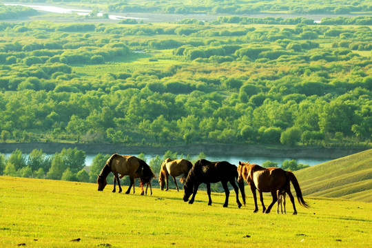 湿地放养的马群