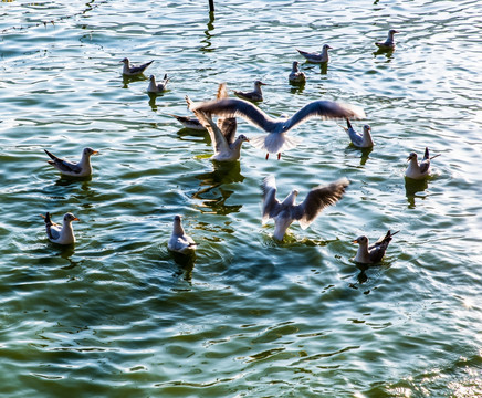滇池一群海鸥