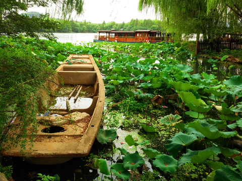 荷花池