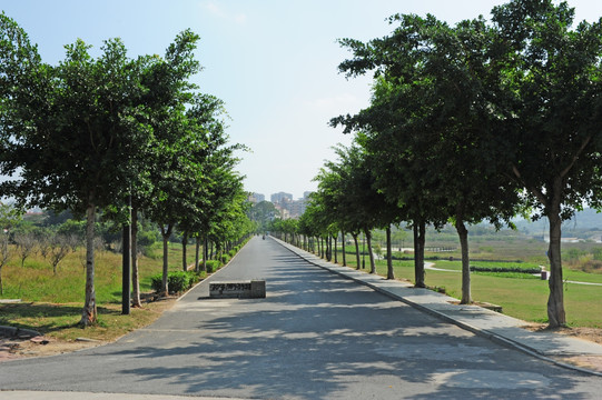 公园马路树木