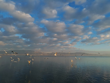 湖泊海鸥