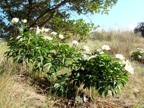 原野芍药花