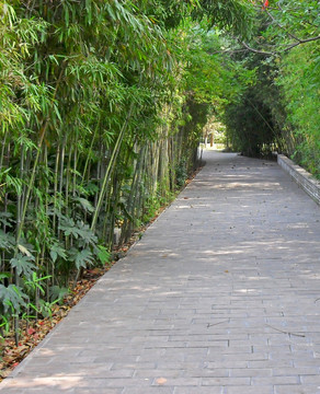 绿色竹林相伴的道路