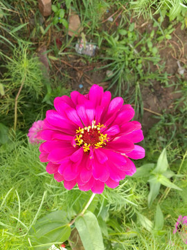 花卉