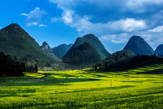 油菜花