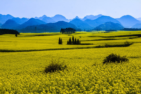 油菜花