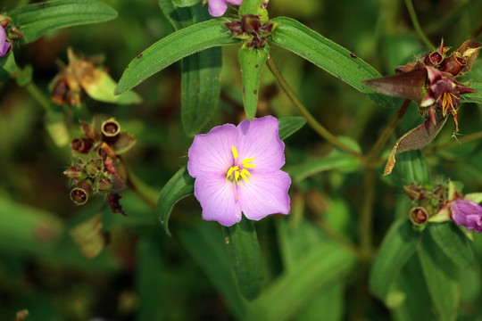 毛稔花 野牡丹