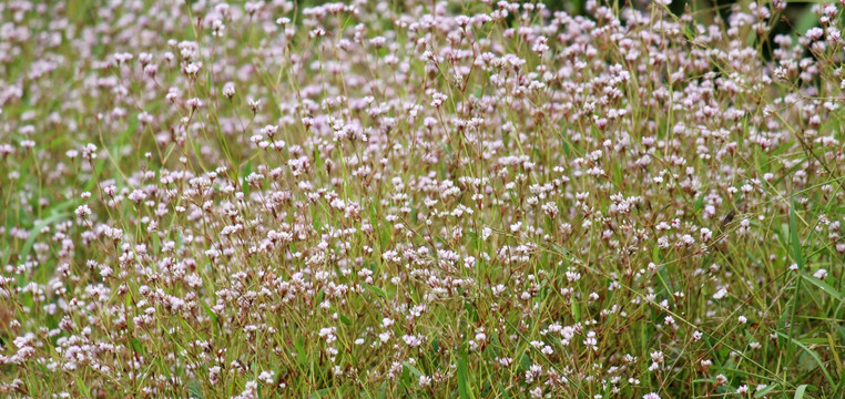 野蓼子花 辣蓼花