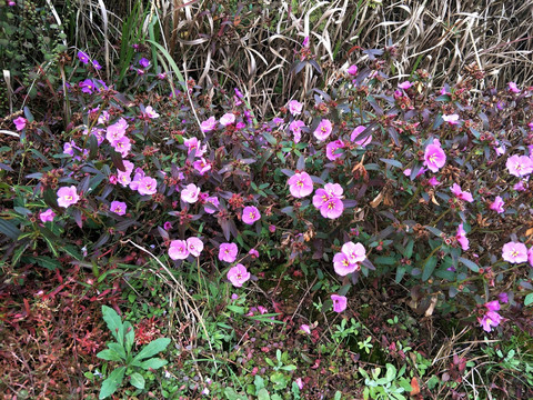 毛稔花 野牡丹