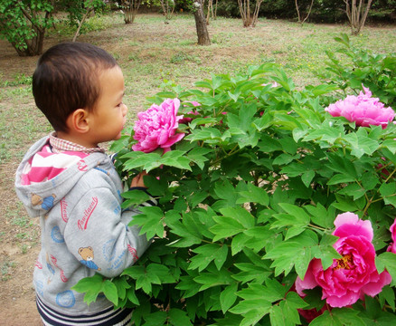 闻香小孩 杜鹃花 绽放花朵