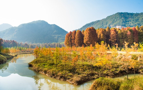 水杉林 杉树林 红杉林