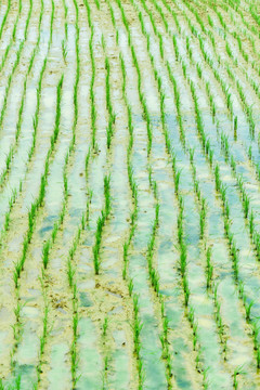 嫩绿水稻田