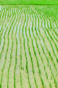 嫩绿水稻田