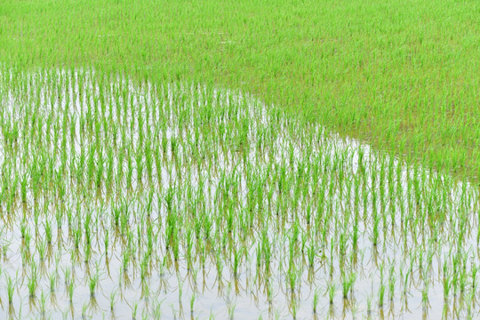 嫩绿水稻田