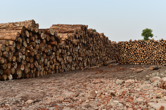 树木木材市场加工
