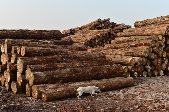 树木木材市场加工