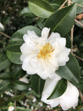 茶花