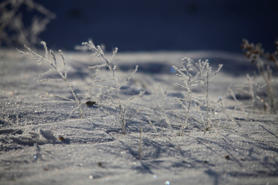 北国风光 冰天雪地 玉树琼枝