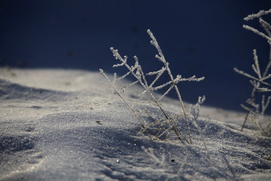 北国风光 冰天雪地 玉树琼枝