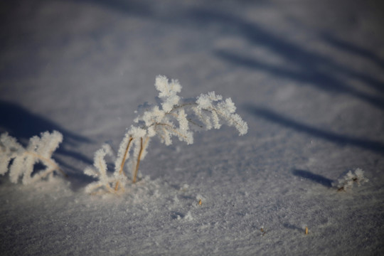 北国风光 冰天雪地 玉树琼枝