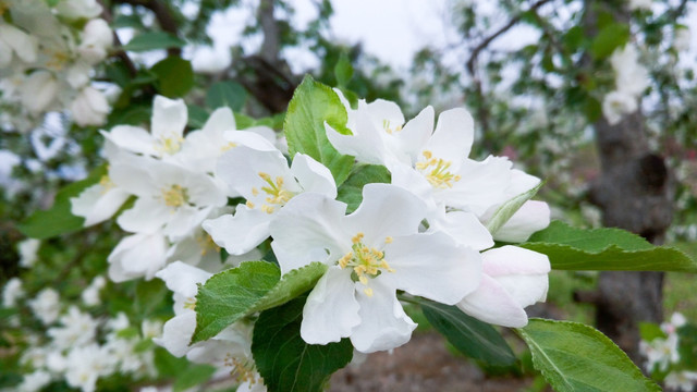沙果树开花 白色花