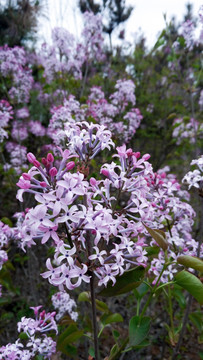 紫丁香  紫色花